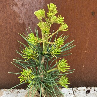 Sciadopitys verticillata 'Kohout's  nr. 1'