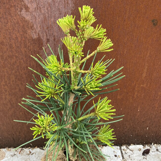 Sciadopitys verticillata 'Kohout's nr. 1'