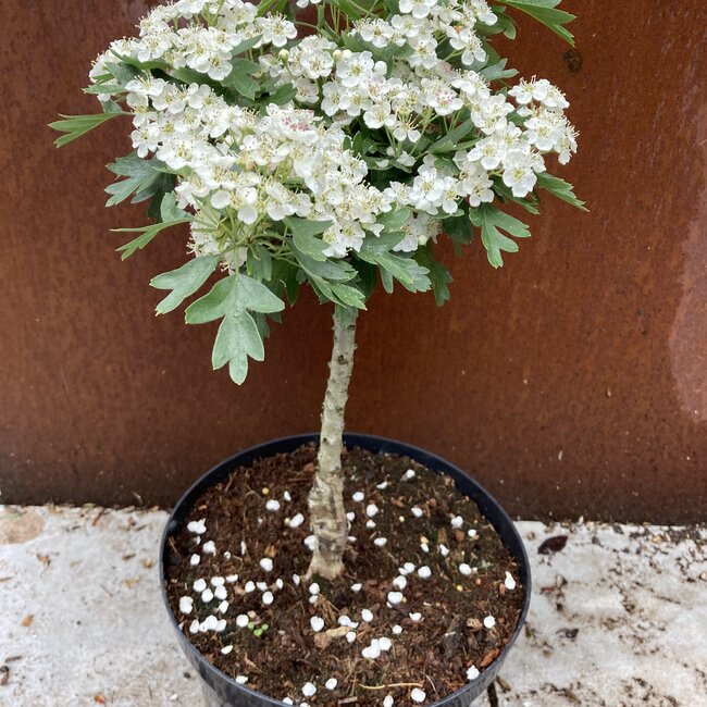Crataegus monogyna 'Compacta'