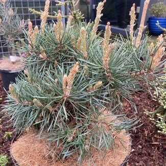 Pinus sylvestris 'Kohout's Paradekissen'