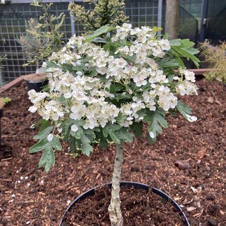 Crataegus monogyna 'Compacta'