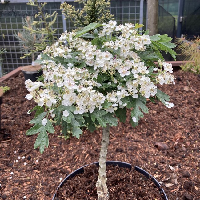 Crataegus monogyna 'Compacta'