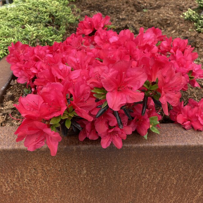 Rhododendron obtusum 'Maruschka'