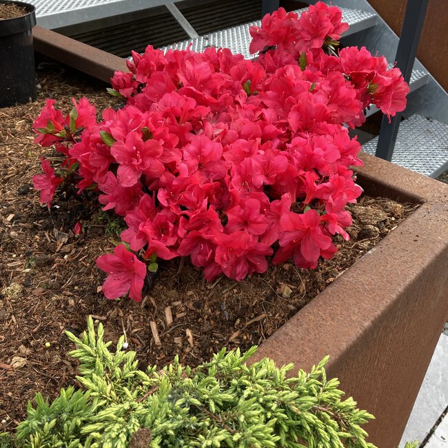 Rhododendron obtusum 'Maruschka'