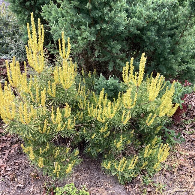 Pinus sylvestris 'Trollguld'