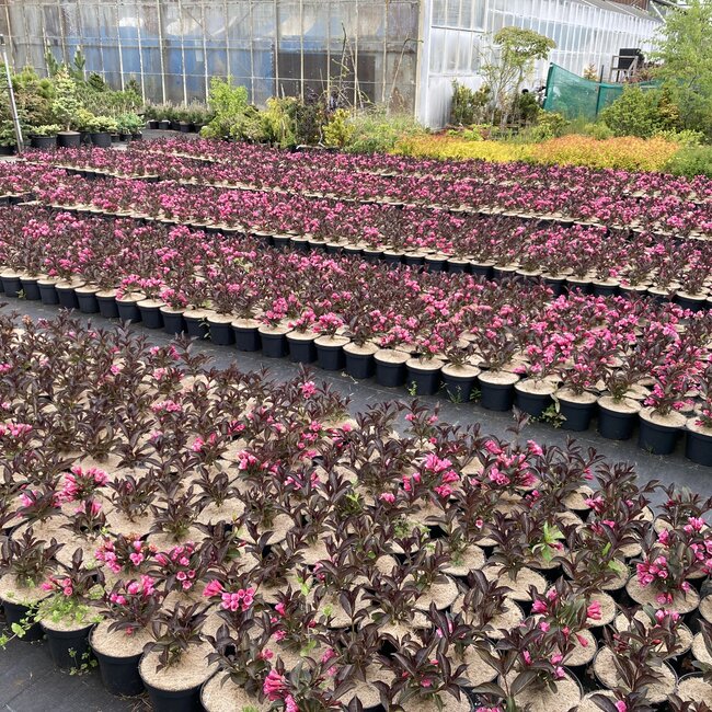 Weigela florida 'Alexandra'®