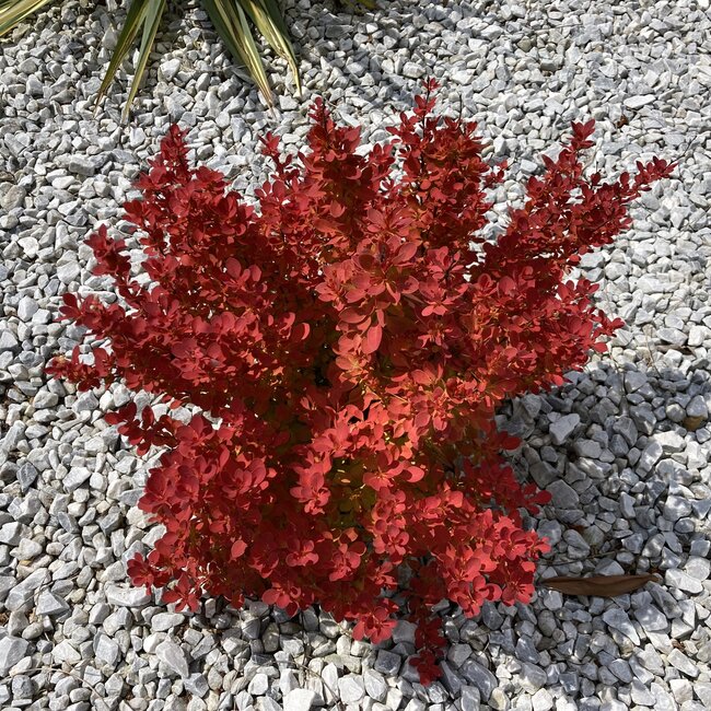 Berberis thunbergii 'Orange Ice'