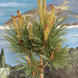 Pinus sylvestris 'Kelpie'
