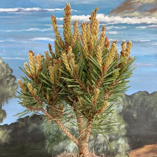 Pinus sylvestris 'Pixie'