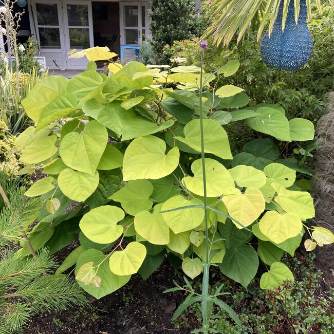 Cercis canadensis 'Melon Beauty'