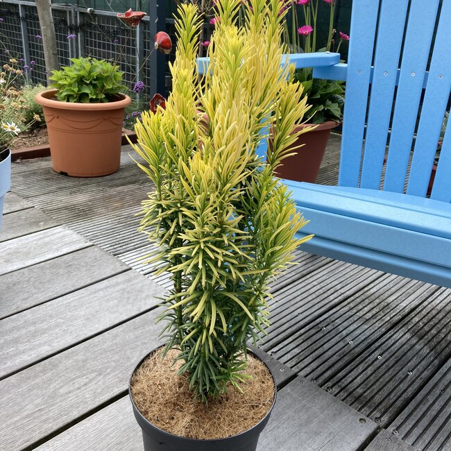 Cephalotaxus harringtonia 'Korean Gold'