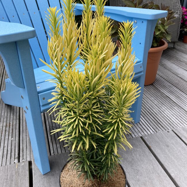Cephalotaxus harringtonia 'Korean Gold'