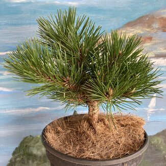 Pinus nigra 'Pitchounet'