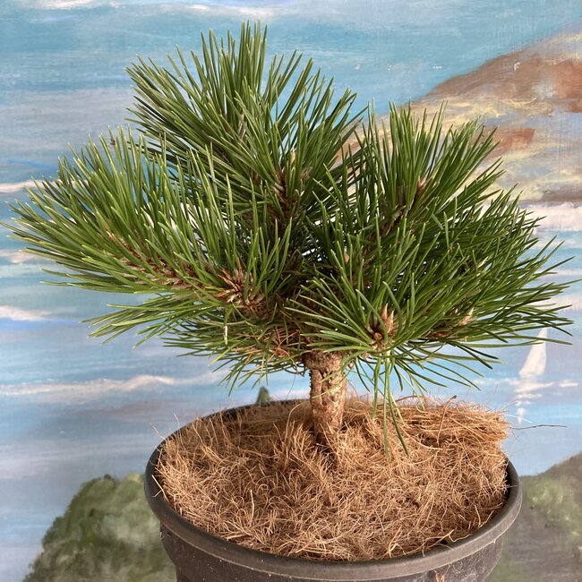 Pinus nigra 'Pitchounet'