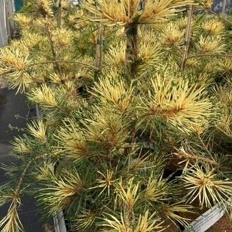 Pinus parviflora 'Ogon-janome'