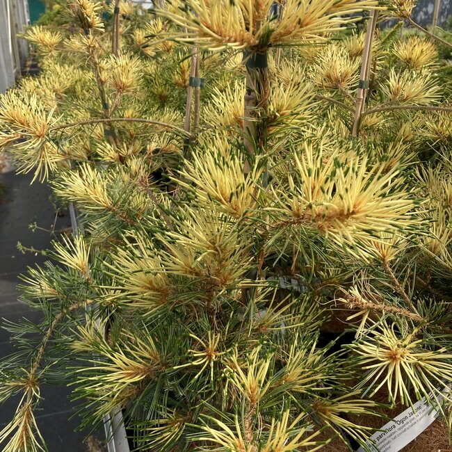 Pinus parviflora 'Ogon-janome'