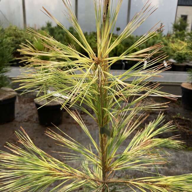 Pinus strobus 'Bennett OD'
