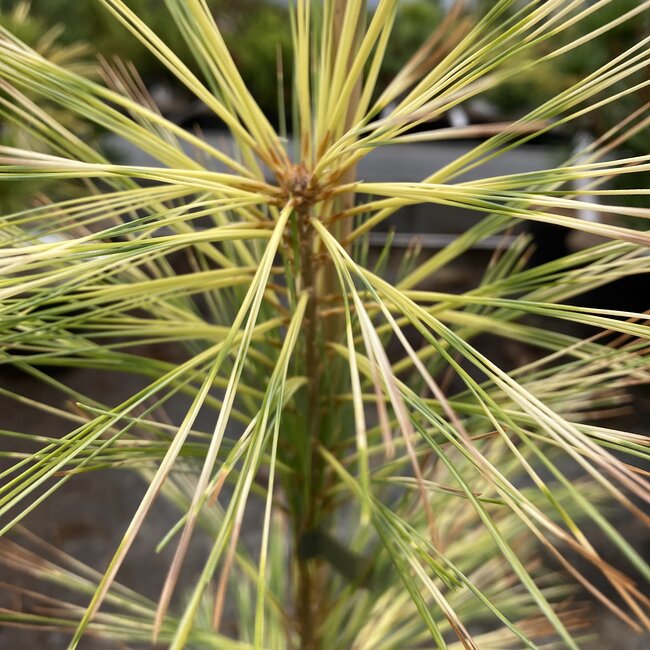 Pinus strobus 'Bennett OD'