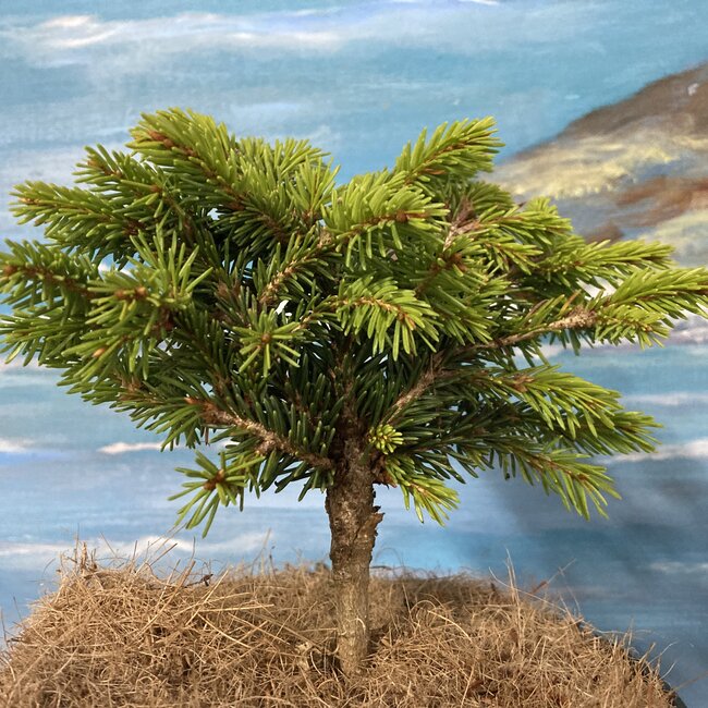 Picea abies 'Luz'