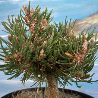 Pinus mugo 'Maikönig'