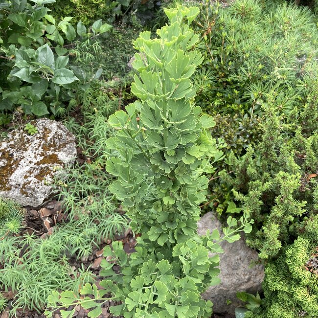 Ginkgo biloba 'Little Joe'