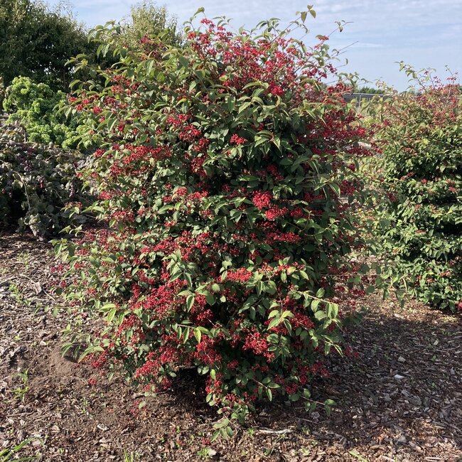 Viburnum plicatum 'Kilimandjaro Sunrise' ® PBR