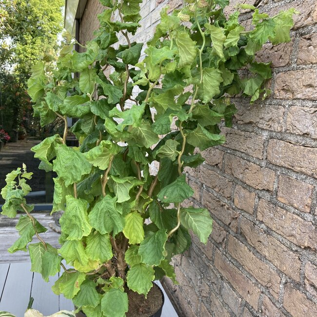 Corylus avellana 'Medusa' PBR