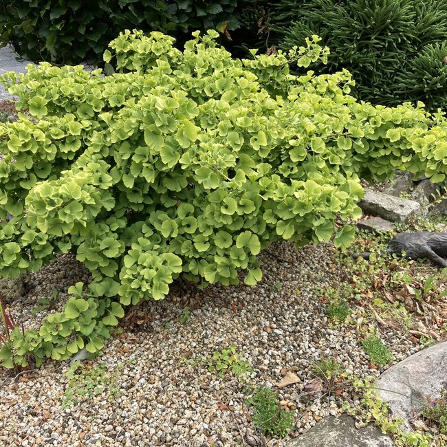 Ginkgo biloba 'Mariken'