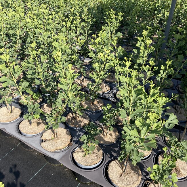 Ginkgo biloba 'Menhir'