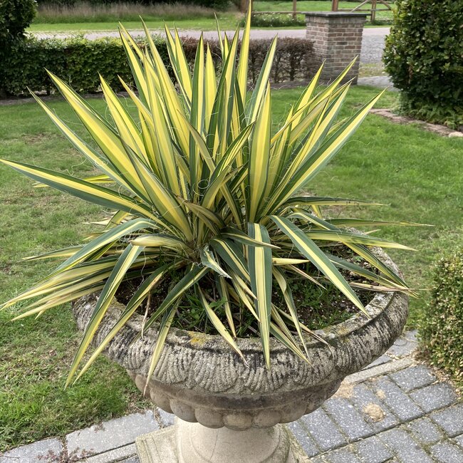 Yucca filamentosa 'Color Guard'