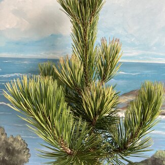 Pinus heldreichii 'White Cloud'