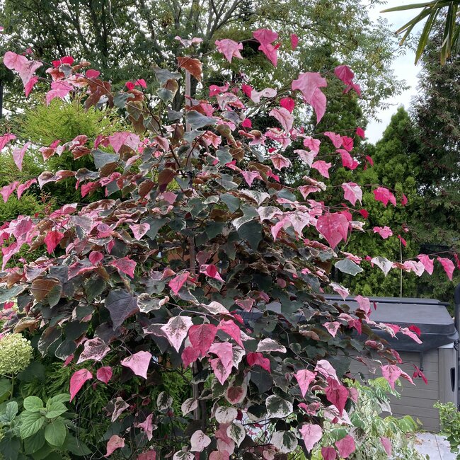 Cercis canadensis 'Carolina Sweetheart'