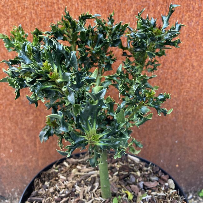 Ilex x meservae 'Super Mini'
