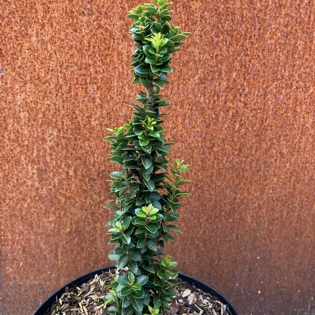 Ilex crenata 'Pencil Seedling'
