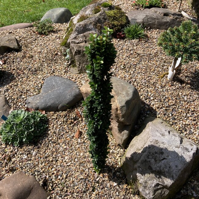 Ilex crenata 'Pencil Seedling'