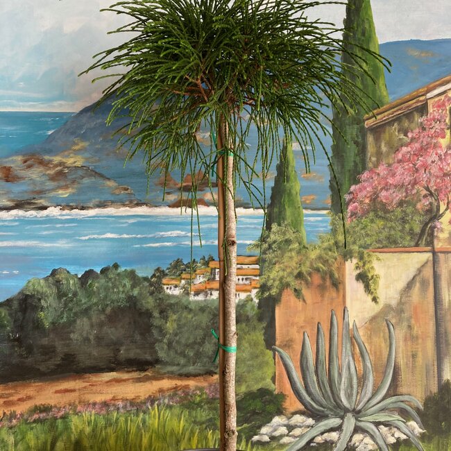 Thuja plicata 'Whipcord'