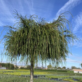 Thuja plicata 'Whipcord' stam 50 cm