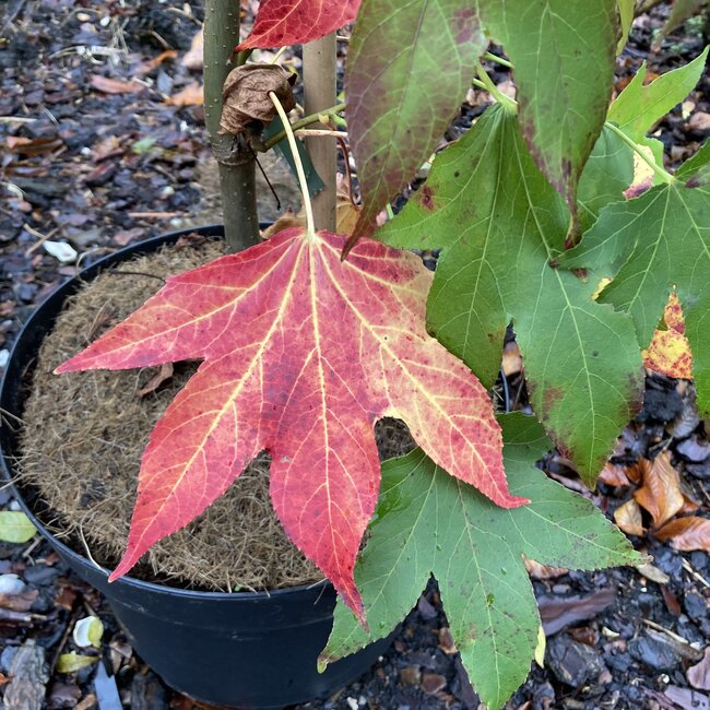 Liquidambar styraciflua 'Combi's Upright'