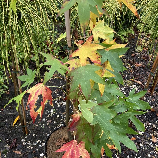 Liquidambar styraciflua 'Combi's Upright'