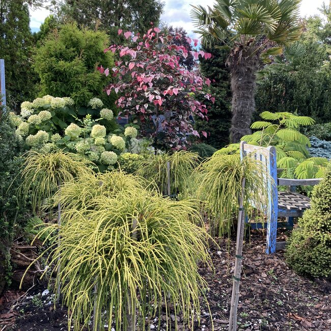 Thuja plicata 'Golden Whipcord'