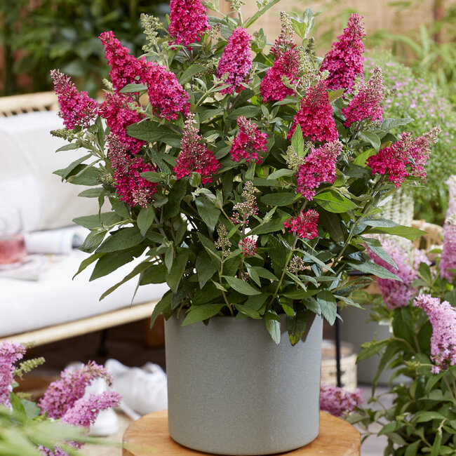 Buddleleja dav. Butterfly Candy 'Little Ruby'®