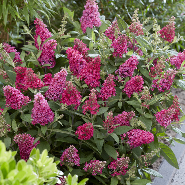 Buddleleja dav. Butterfly Candy 'Little Ruby'®