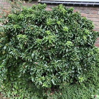 Hedera helix 'Humpty Dumpty'