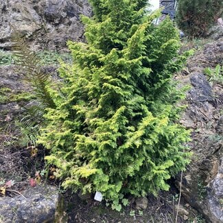 Chamaecyparis obtusa 'Melody'