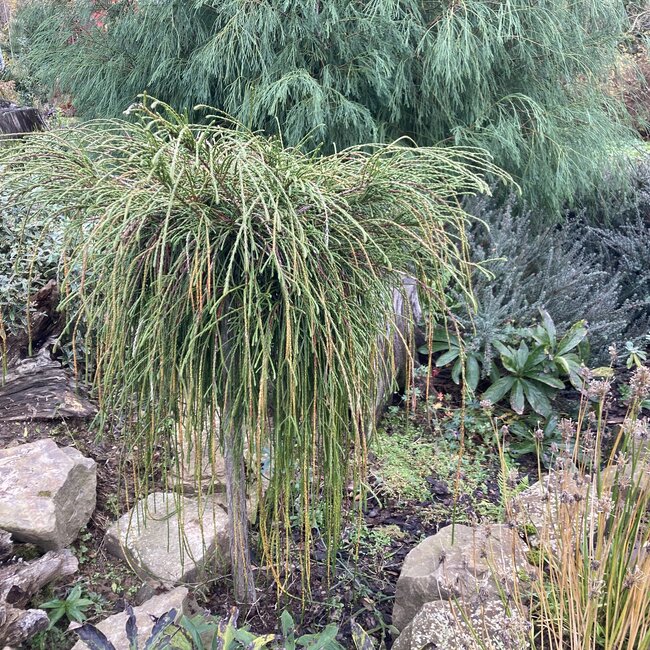 Thuja plicata 'Whipcord'