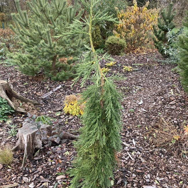 Sequoiadendron 'giganteum 'Pendulum'