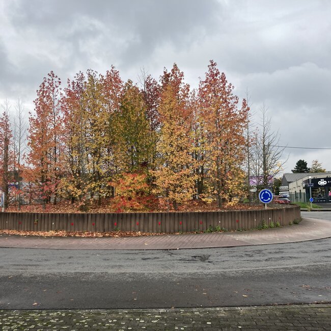 Liquidambar styraciflua 'Combi's Upright'
