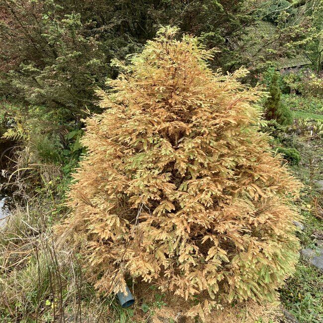 Metasequoia Herfstkleuren - Autumn colours