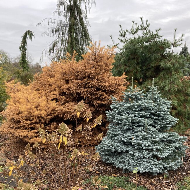 Larix herfstkleuren - Autumn colours