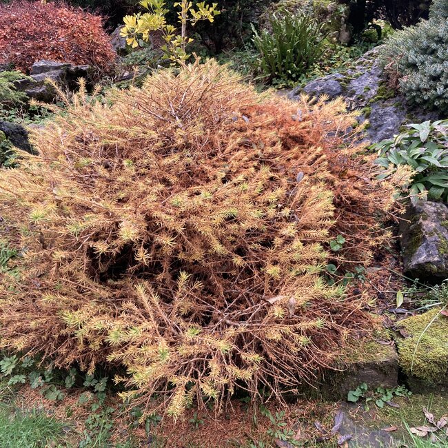 Larix herfstkleuren - Autumn colours